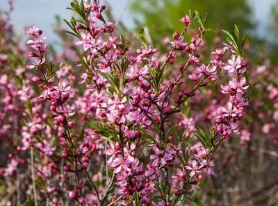 саженцы Миндаль трехлопастный Розенмунд (Prunus triloba Rosenmund) купить в  Новосибирске