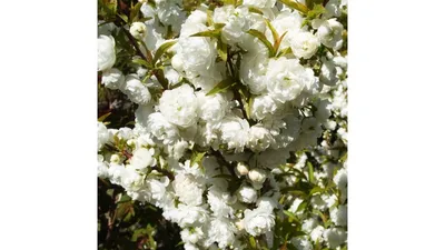 13 декоративных кустарников и деревьев, которые цветут в апреле-мае | В  цветнике (Огород.ru)