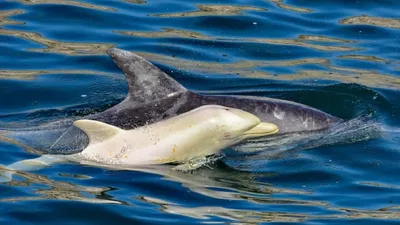 Афалина или большой дельфин — Common bottlenose dolphin (лат. Tursiops  truncatus), S.E.A. Aquarium, Сингапур ⋆ Фотографии ⋆ Путешествия с Fresh  Trip