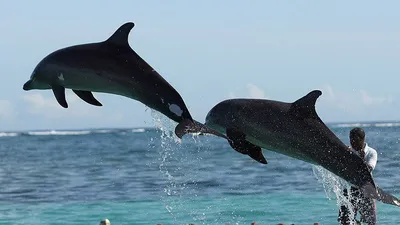 Афалина (бутылконосый дельфин) - 3D үлгү - Mozaik санариптик билим берүү  жана окутуу