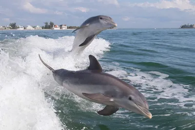 Афалина, или большой дельфин, также бутылконосый дельфин (лат. | OK.RU