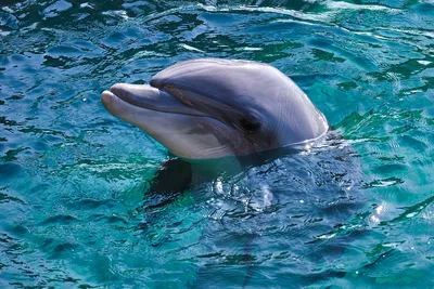 Океанолог Агафонов объяснил, каковы шансы выпущенных в море из крымского  дельфинария афалин выжить - Газета.Ru | Новости