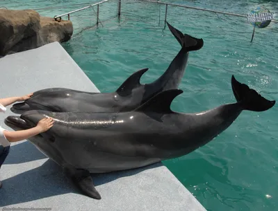 Владельца дельфинария в Сочи заподозрили в незаконной добыче афалин -  27.06.2019, Sputnik Абхазия