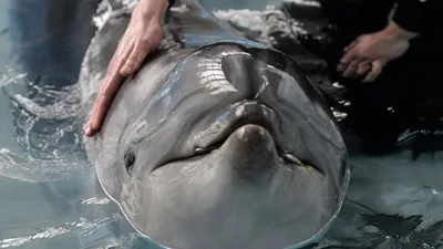 Дельфины афалина стоковое изображение. изображение насчитывающей пляжа -  42846815