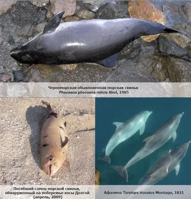 В Ростовской области на берегу Таганрогского залива найден дельфин-азовка