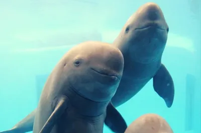 Дельфины, живите! Кто виноват в гибели краснокнижных афалин и азовок в  Крыму? - «Экология России»