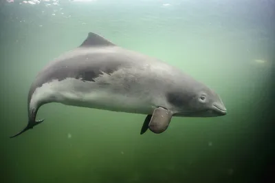 У побережья Азовского моря были замечены стаи дельфинов (ФОТО): читать на  Golos.ua