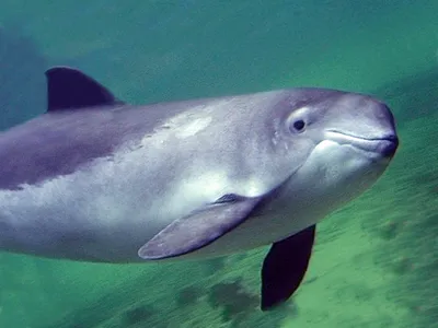 Виды дельфинов, встречающихся в Черном море. Каких дельфинов можно увидеть  в акватории Сочи?