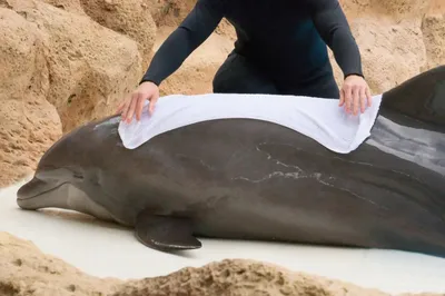 Едва прорезались зубы»: В Крыму на берег выбросился дельфин-малютка - KP.RU