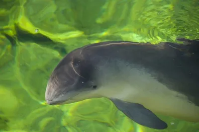 Почему дельфины все чаще выбрасываются на берег Крыма: Статьи экологии ➕1,  29.04.2022 - Рамблер/новости