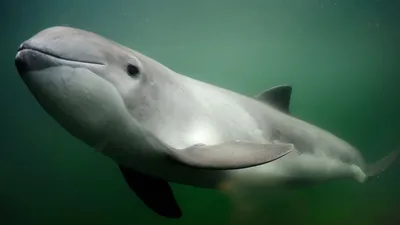 Дельфины Азовского моря