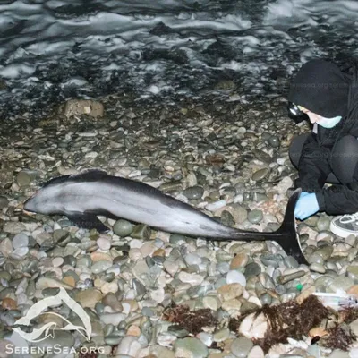 Впервые дельфин сменил язык, чтобы общаться с другими животными | Дикий Юг  - природа Юга России | Дзен