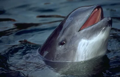 Истощенный дельфин проглотил куски пластика: Крымские ученые выясняют тайну  гибели азовки - Лента новостей Крыма