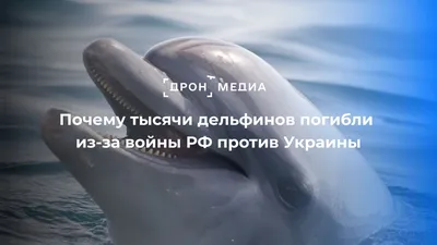 На побережье Азовского моря нашли мертвых дельфинов - Телеграф