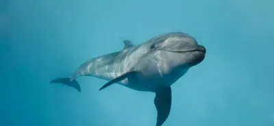 Дельфин Чёрного и Азовского морей…» — создано в Шедевруме