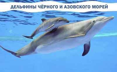 Малышка-азовка в мутной воде. Дельфины могут приплыть вслед за сельдью\".
