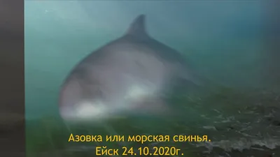 Где в Крыму увидеть дельфинов: афалину, белобочку и азовку ФОТО — «Реклама  Крыма».