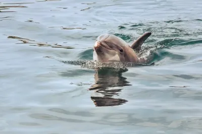 На берегу моря в Мариуполе нашли мертвого дельфина – Східний Варіант