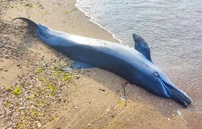 Морская прогулка к дельфинам в Якорной Щели