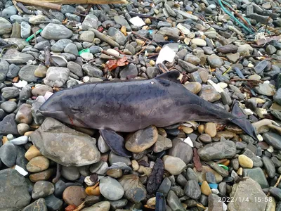 Дельфины в Черном море массово умирают из-за оккупантов | Новости Украины |  Днепр Оперативный