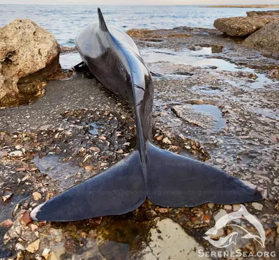 Мировая рыболовная отрасль ставит морских млекопитающих на грань  исчезновения
