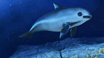 На Черноморском побережье обнаружили мертвых дельфинов | Югополис