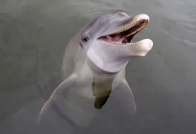 Дельфины в Черном море под угрозой исчезновения. | Сообщество «Экология и  проблемы» | Для мам