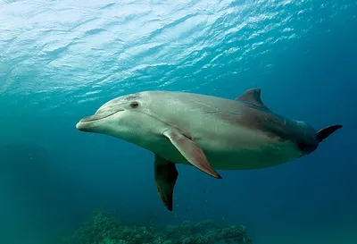 Причины, по которым дельфины иногда... - Фан-клуб дельфинов | Facebook