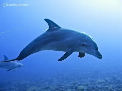 Сезон дельфинов в Крыму: где можно встретить стаи диких млекопитающих -  Новости Mail.ru