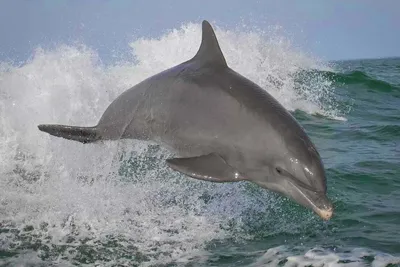 Дельфины Черного моря — Описание видов, образ жизни