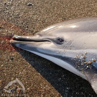 Акула Катран против дельфина. Кто кого сожрёт? | Природа и не только | Дзен