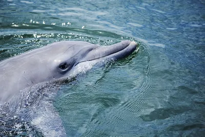 В Анапе нашли мертвых дельфинов - 7 мая 2021 - 93.ru