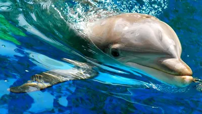 Виды дельфинов, встречающихся в Черном море. Каких дельфинов можно увидеть  в акватории Сочи?