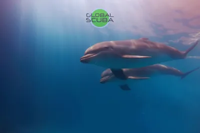 В оккупированном Крыму находят дельфинов с порезами - фото - 24 канал