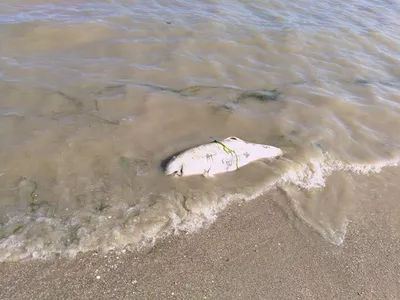 На пляж «Дельфин» вынесло труп дельфина-азовки - Одесса News