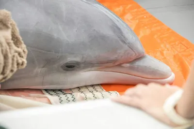 Тест–гадание: выбранный вами дельфин сообщит какое загаданное событие вас  ждет впереди | ХНА | Дзен