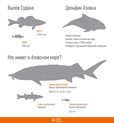 Названы причины снижения популяции дельфинов в Черном море - «Экология  России»
