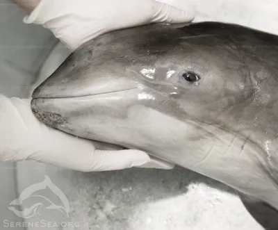 Дельфин или свинья: еще двух млекопитающих выбросило на берег Азовского моря