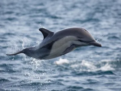 Дельфин белобочка фото фото