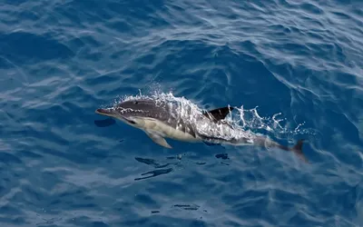 Дельфин-белобочка скончался в Приморском океанариуме - PrimaMedia.ru
