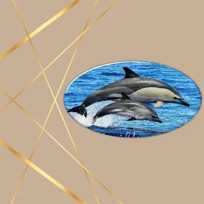 Дельфинов Черного моря посчитали с неба