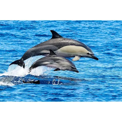 Обыкновенный Дельфин Затвор — стоковые фотографии и другие картинки Дельфин  - Дельфин, Дельфин-белобочка, Прыгать - iStock