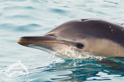 Дельфин-белобочка был впервые описан в 1758 году. В настоящее время широко  известны два вида, разделение которых основано на генетических и  морфологических различиях: короткоклювая (Delphinus delphis), встречающаяся  в Чёрном море, и длиннорылая (Delphinus