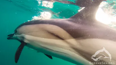 Дельфины под водой (53 фото) - 53 фото