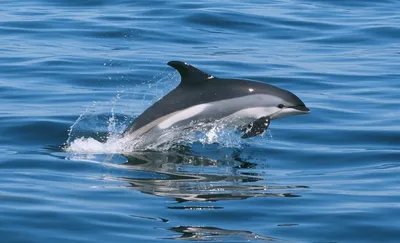 Белобокий Дельфин арт - 71 фото