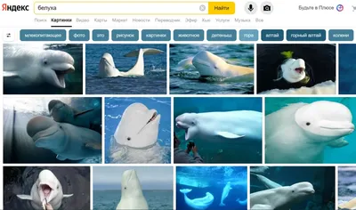 Арктический Белуха Дельфина, Владивосток Дельфинарий Фотография, картинки,  изображения и сток-фотография без роялти. Image 60538634