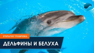 Белуха (полярный дельфин,... - Дельфінотерапія Скадовськ | Facebook