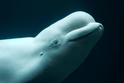 Дельфин Beluga — стоковые фотографии и другие картинки Дельфинёнок -  Дельфинёнок, Арктика, Белуха - iStock