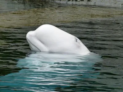 Дельфин белуха фото фото