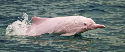 Фигура для водоёмов «Дельфин» высота 20 см по цене 120 ₽/шт. купить в  Архангельске в интернет-магазине Леруа Мерлен